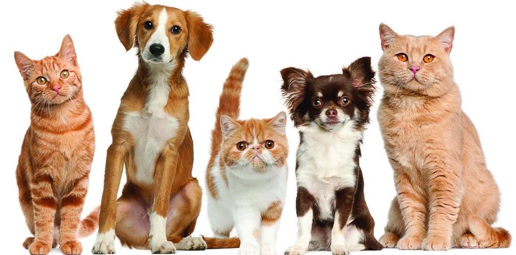 Доска объявлений о животных | ЗооТом - продажа, вязка и услуги для животных в Медыни