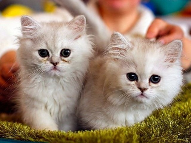 Породы кошек в Медыни | ЗооТом портал о животных
