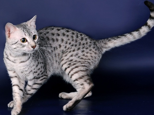 Породы кошек в Медыни | ЗооТом портал о животных