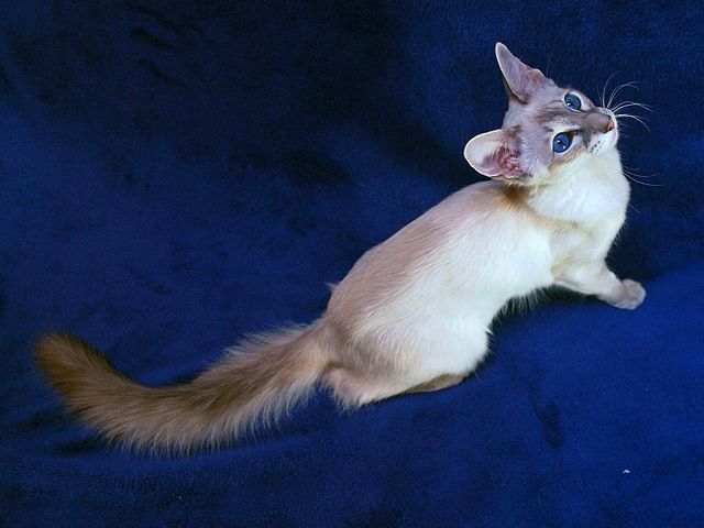 Выведенные породы кошек в Медыни | ЗооТом портал о животных