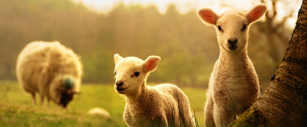 Объявления о сельскохозяйственных животных | ЗооТом - продажа, вязка и услуги для животных в Медыни