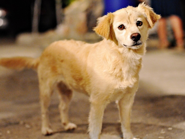 Породы собак в Медыни | ЗооТом портал о животных
