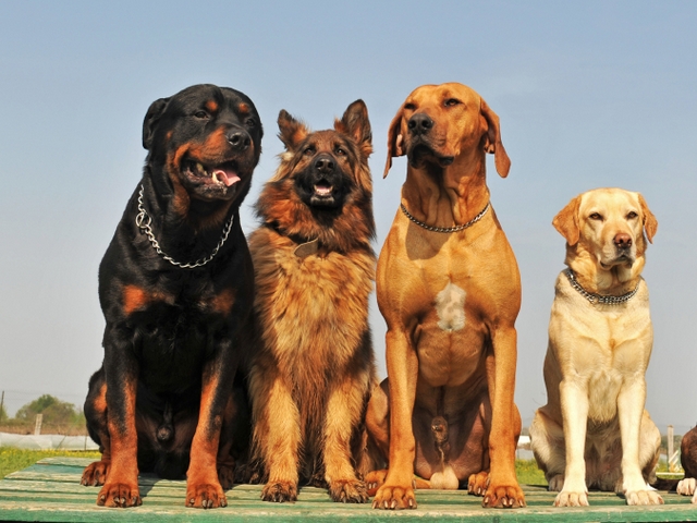 Крупные породы собак в Медыни | ЗооТом портал о животных