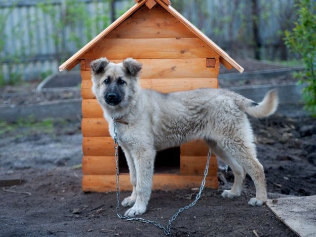 Все о собаках в Медыни